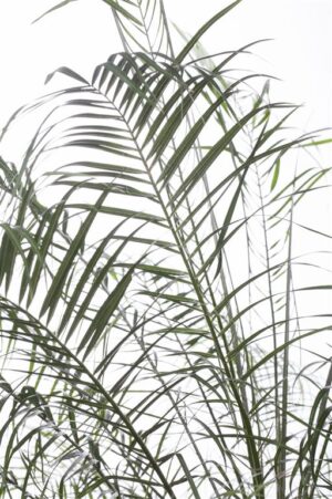 Laose datlipalm P30 150cm
