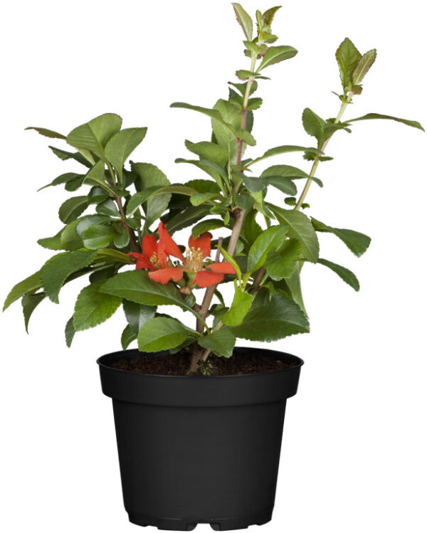 Jaapani ebaküdoonia 'Cido' P16 50cm Eestis kasvatatud