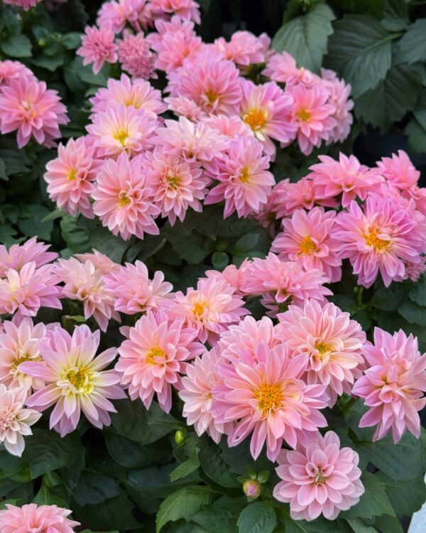 Suvidaalia P17 erinevad