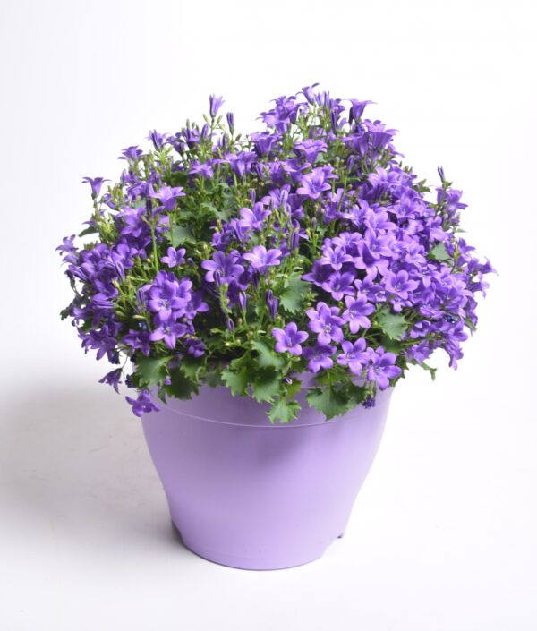 Portenschlagi kellukas P15