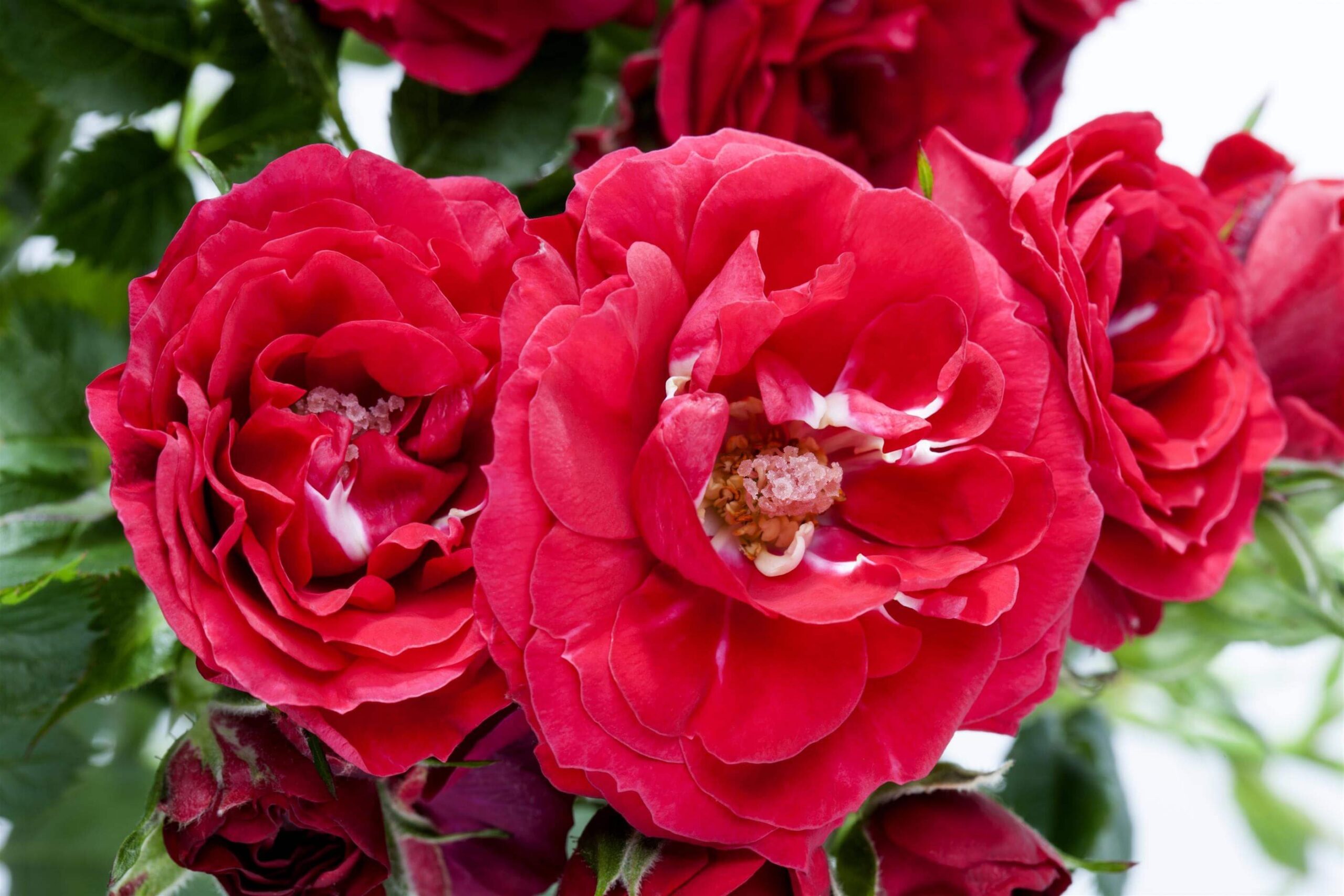 Granovskaya Nadejda jinsiy aloqa Katta eshaklar jinsiy erotik videodan chiqib ketishadi