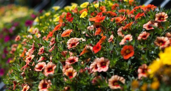 Puispetuunia P25 amplis Eestis kasvatatud