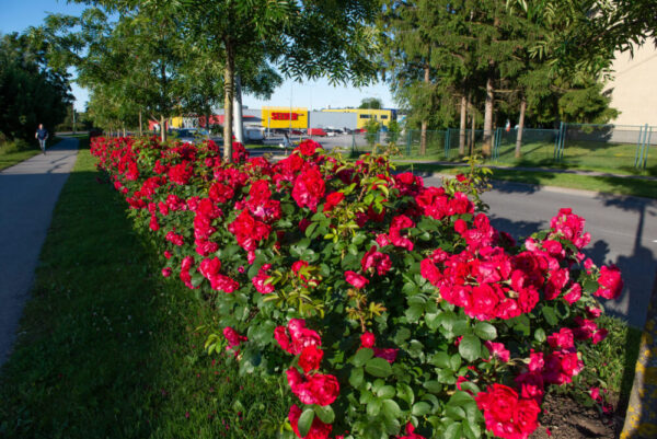 Pargiroos 'Hansaland'® P21 Eestis kasvatatud