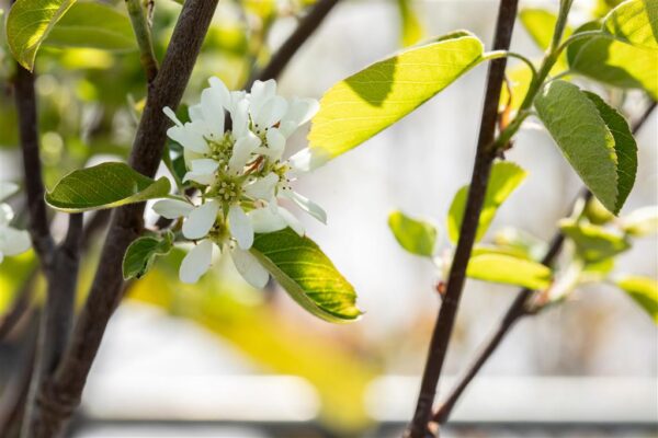 Lepalehine toompihlakas 'Northline' P16 50cm Eestis kasvatatud