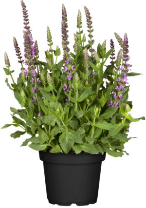 Metssalvei ‘Sensation Deep Rose’ P17 Eestis kasvatatud