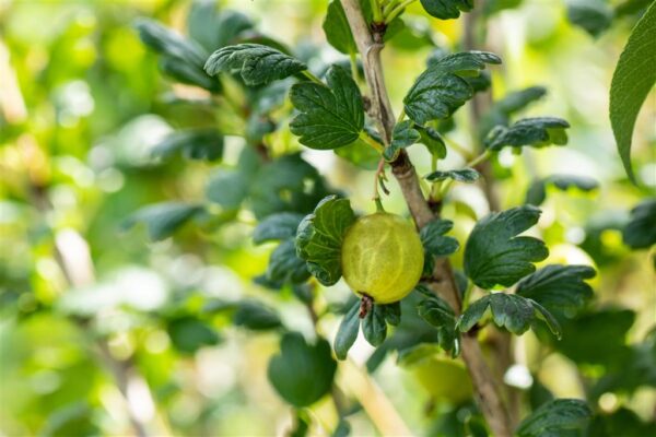 Karusmari 'Tatjana' P16 80cm Eestis kasvatatud