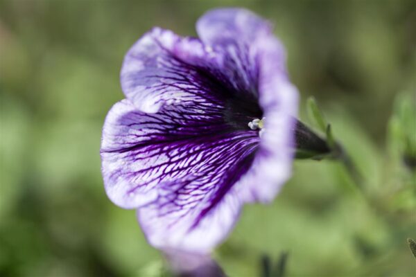 Petuunia P12 erinevad