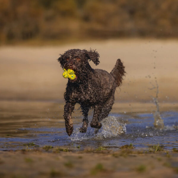 Mänguasi koerale Fetch pall erikujuline kollane 8cm