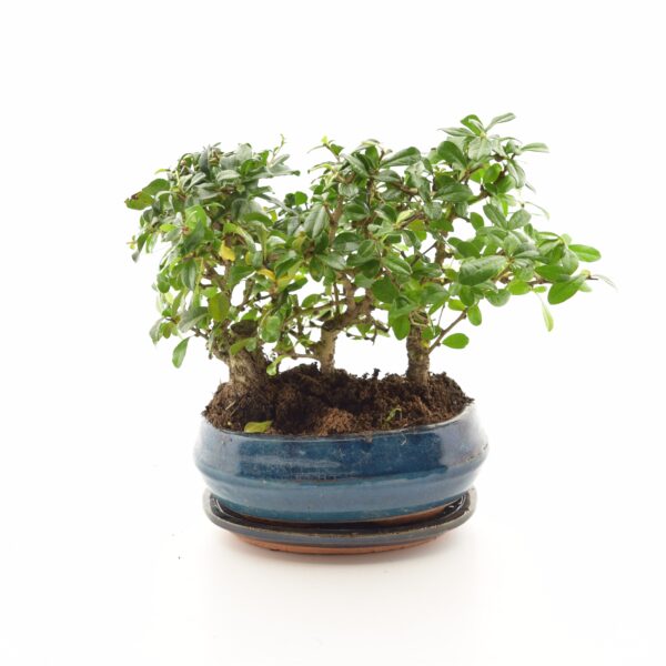 Bonsai P21 erinevad ümbrispotis alusega