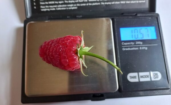 Harilik vaarikas 'Mapema' P18 Eestis kasvatatud