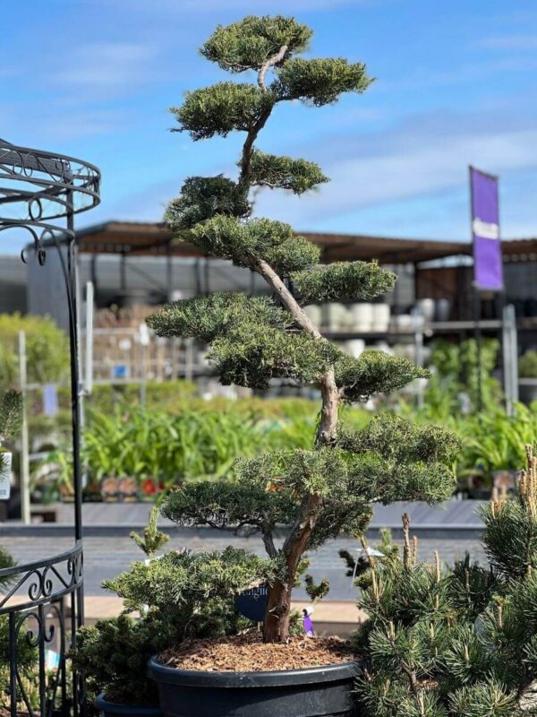 Pfitzeri kadakas 'Hill's Blue' P60 150-175cm bonsai