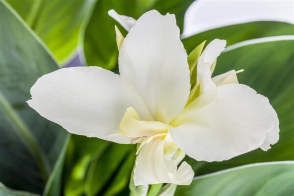 Aedkanna P17 erinevad