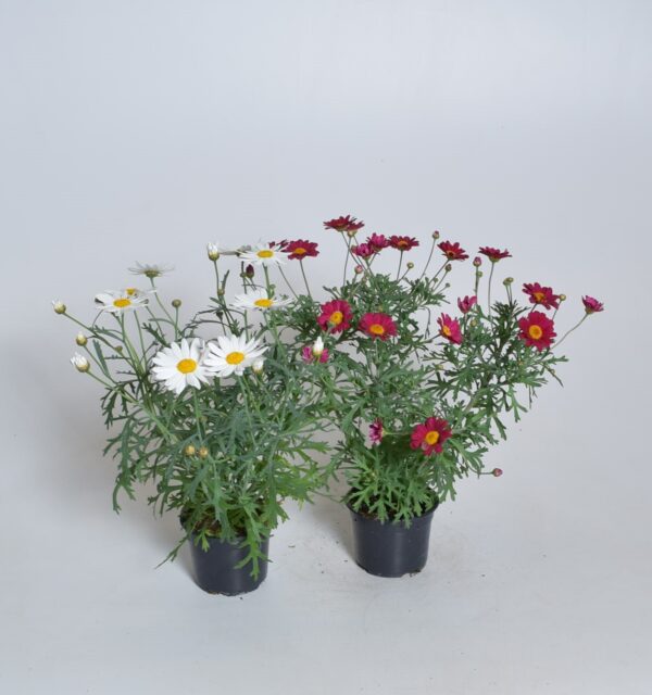 Põõsas-hõbekakar P12 erinevad