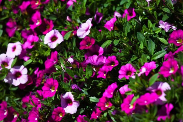 Puispetuunia P25 amplis Eestis kasvatatud