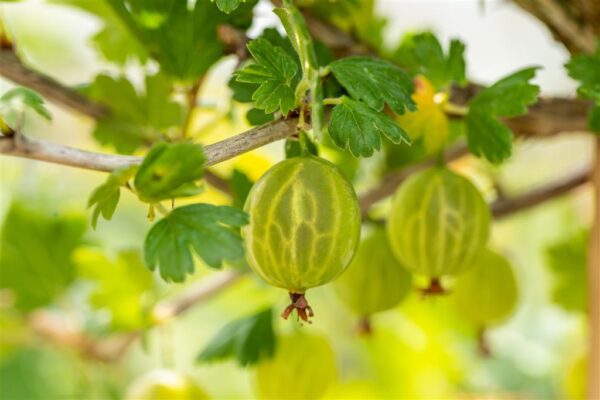 Karusmari 'Mucurines' P17 40-60cm Eestis kasvatatud