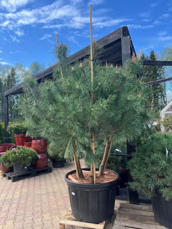 Harilik mänd P95 175-200cm 3 haruline