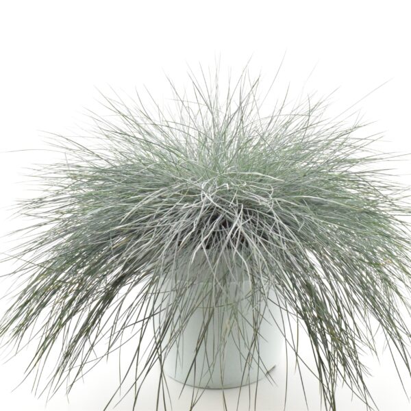 Hall aruhein 'Intense Blue' P30