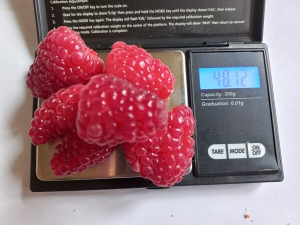 Harilik vaarikas 'Mapema' P18 Eestis kasvatatud