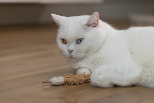 Mänguasi kassile Eco uss 2tk