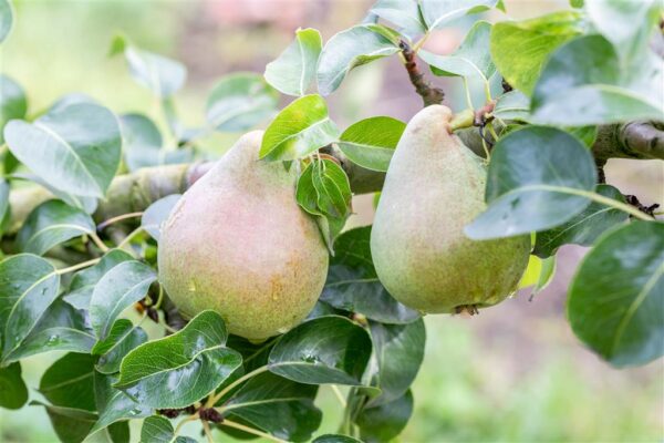 Sammaspirnipuu 'Decora' P26 150cm Eestis kasvatatud