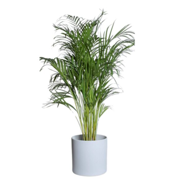 Kollakas kuldviljakpalm (pisipalm) P24 130cm