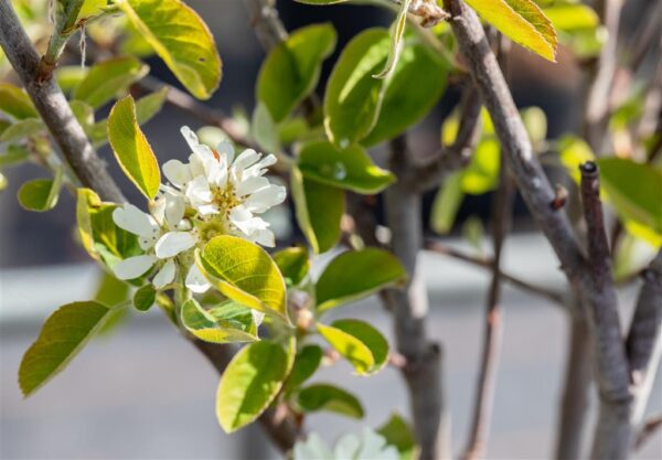 Lepalehine toompihlakas 'Northline' P16 50cm Eestis kasvatatud