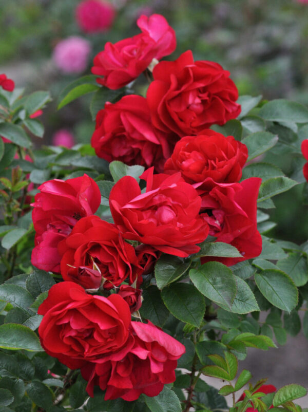 Pargiroos 'Hansaland'® P21 Eestis kasvatatud