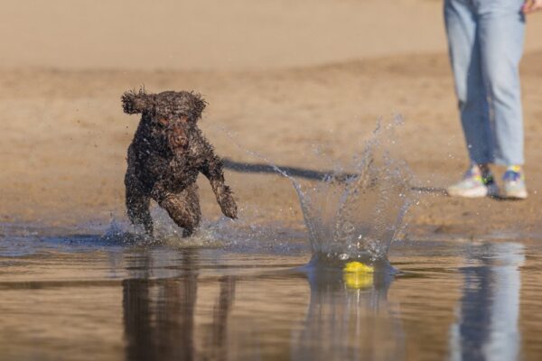 Mänguasi koerale Fetch jalgpall kollane 13cm