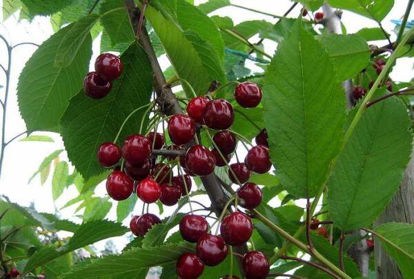 Magus kirsipuu 'Leningradi Must' P26 160cm Eestis kasvatatud