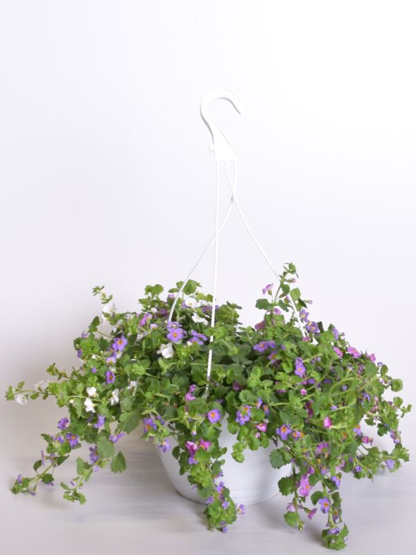 Südajas suutera/bakoopa P25 amplis Eestis kasvatatud