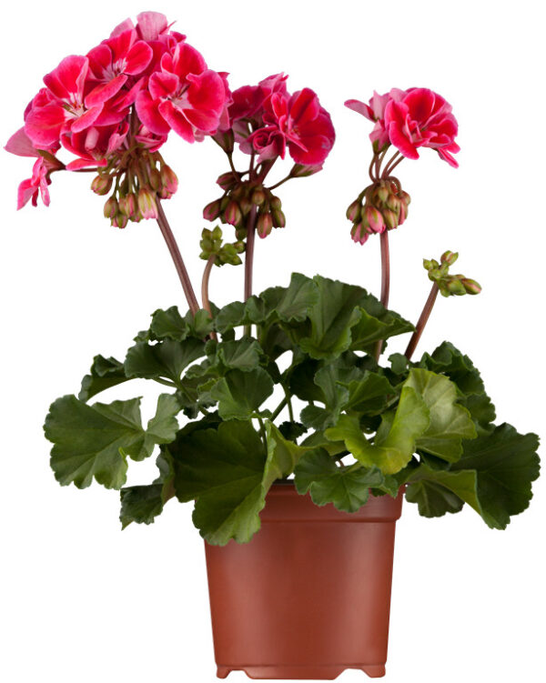 Viirpelargoon P12 erinevad