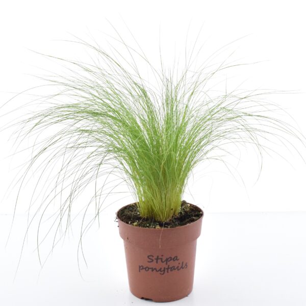 Jõhv-stepirohi 'Pony Tails' P12