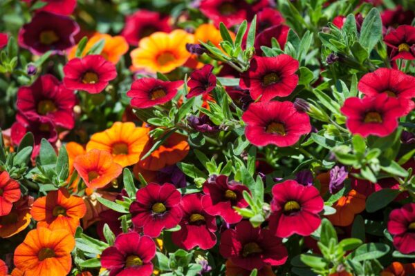 Puispetuunia P25 amplis Eestis kasvatatud