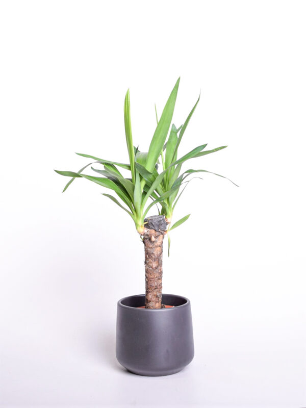 Hiigel-tääkliilia P14 1 tüvi