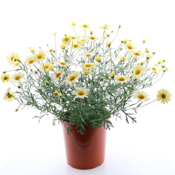 Põõsas-hõbekakar P40 kollane terrassipotis Eestis kasvatatud