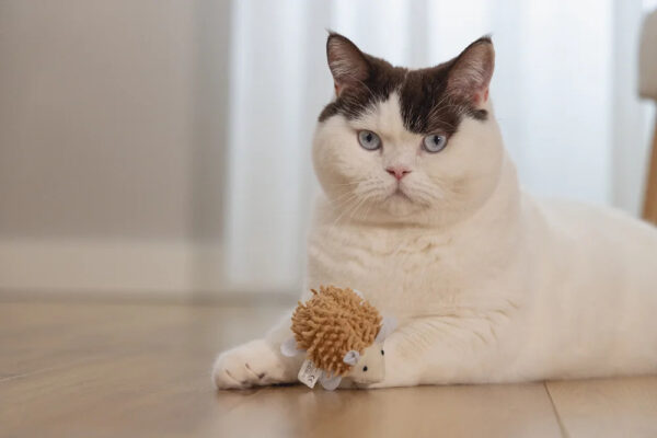 Mänguasi kassile Eco siil