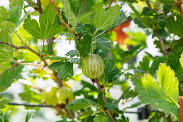 Karusmari 'Mucurines' P17 40-60cm Eestis kasvatatud