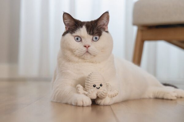 Mänguasi kassile Eco kaheksajalg