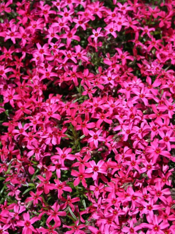 Nõeljalehine leeklill 'Scarlet Flame' P12 Eestis kasvatatud