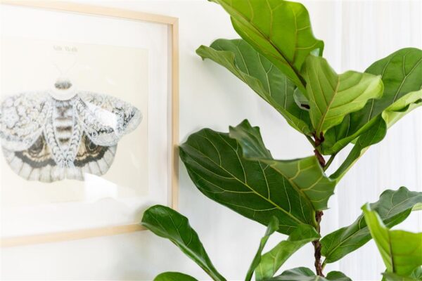 Lüüra-viigipuu P17 70-80cm