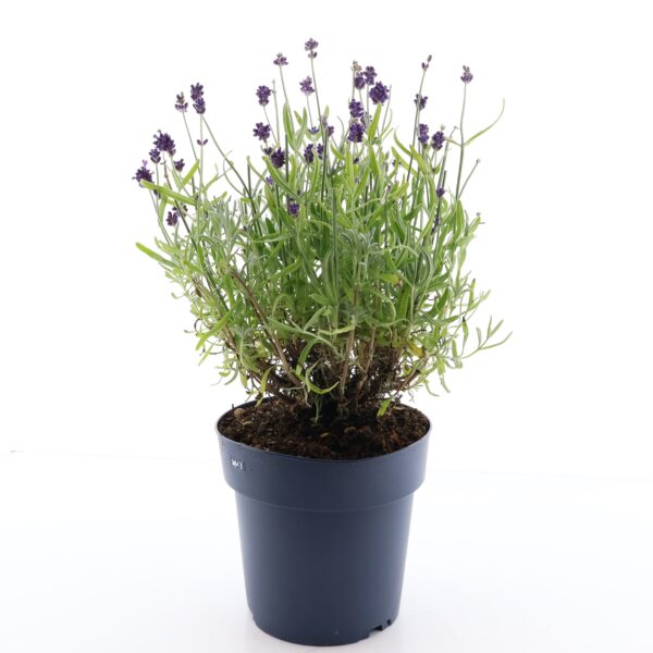 Tähklavendel 'Felice' P15