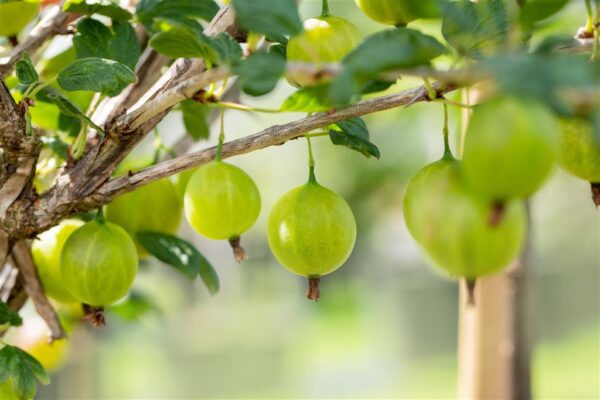 Karusmari 'Tatjana' P16 80cm Eestis kasvatatud