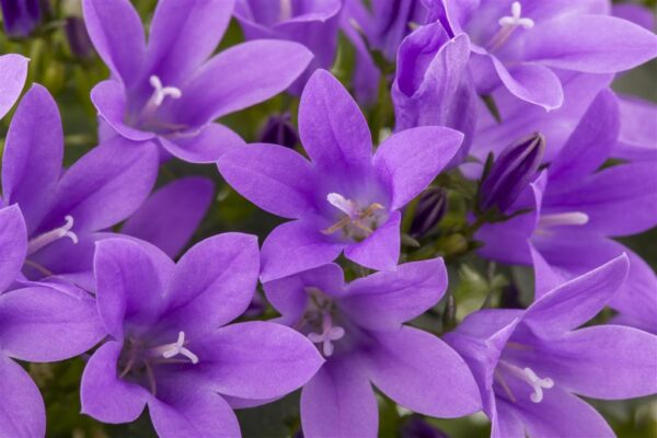 Portenschlagi kellukas P15