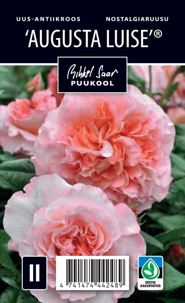 Uus-antiikroos 'Augusta Luise' P21 Eestis kasvatatud