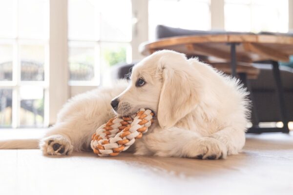 Mänguasi kutsikale köis hall 14cm