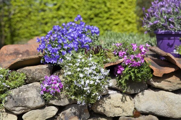 Portenschlagi kellukas P15