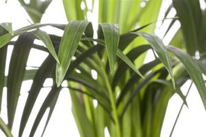 Forsteri kentiapalm P17 70cm