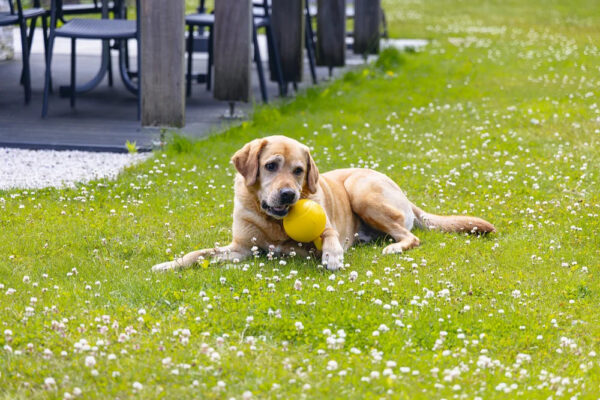 Mänguasi koerale pall 21cm