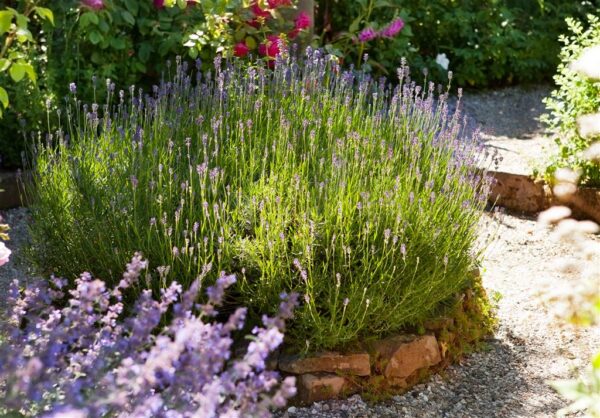 Tähklavendel 'Essence Purple' P14