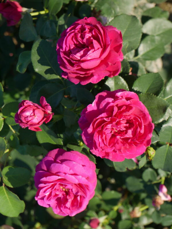 Peenraroos 'Für Elise' P21 Eestis kasvatatud